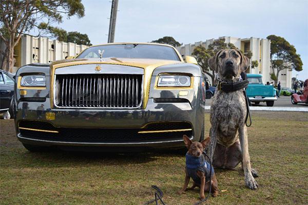 Dogs on Treasure Island