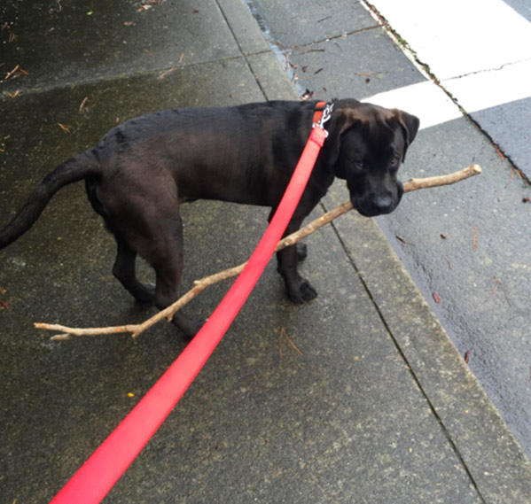 Humphrey tests out Your Perfect Leash