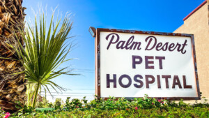 A vibrant dog park bathed in sunlight features abundant greenery with mature trees, offering ample shade for leisurely outdoor activities. In the distance is a well-equipped playground that presents an additional activity area. An inviting picnic table spreads out nearby, ideal for enjoying meals al fresco or taking relaxing breaks from play. A neatly-placed trash bin aids in maintaining the park's cleanliness for everyone's enjoyment. Dominating the scene is a generously wide dirt path gracefully curving through the expanse of grass, promising exploratory walks and lively fetch games.