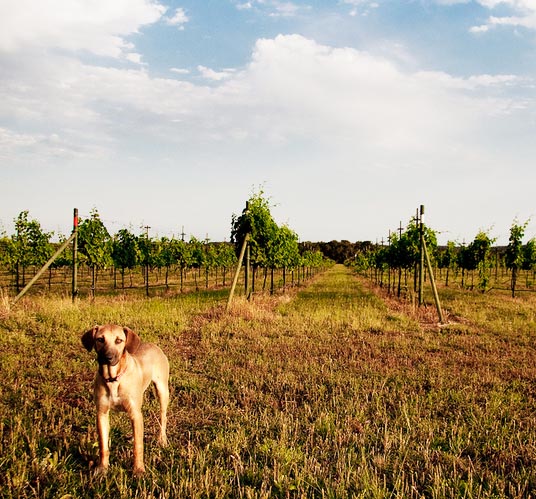 Dog in vineyard