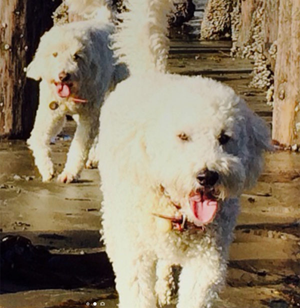 Walter and Wilbur at Cayucos State Beach