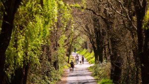 A vibrant dog park bathed in sunlight features abundant greenery with mature trees, offering ample shade for leisurely outdoor activities. In the distance is a well-equipped playground that presents an additional activity area. An inviting picnic table spreads out nearby, ideal for enjoying meals al fresco or taking relaxing breaks from play. A neatly-placed trash bin aids in maintaining the park's cleanliness for everyone's enjoyment. Dominating the scene is a generously wide dirt path gracefully curving through the expanse of grass, promising exploratory walks and lively fetch games.