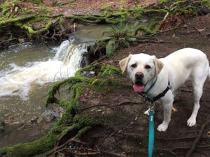 A vibrant dog park bathed in sunlight features abundant greenery with mature trees, offering ample shade for leisurely outdoor activities. In the distance is a well-equipped playground that presents an additional activity area. An inviting picnic table spreads out nearby, ideal for enjoying meals al fresco or taking relaxing breaks from play. A neatly-placed trash bin aids in maintaining the park's cleanliness for everyone's enjoyment. Dominating the scene is a generously wide dirt path gracefully curving through the expanse of grass, promising exploratory walks and lively fetch games.