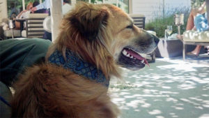 Brown, long-haired dog wearing a blue patterned bandana sits shaded outdoors, with patio furniture and people nearby on a sunny day.