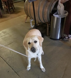 A vibrant dog park bathed in sunlight features abundant greenery with mature trees, offering ample shade for leisurely outdoor activities. In the distance is a well-equipped playground that presents an additional activity area. An inviting picnic table spreads out nearby, ideal for enjoying meals al fresco or taking relaxing breaks from play. A neatly-placed trash bin aids in maintaining the park's cleanliness for everyone's enjoyment. Dominating the scene is a generously wide dirt path gracefully curving through the expanse of grass, promising exploratory walks and lively fetch games.