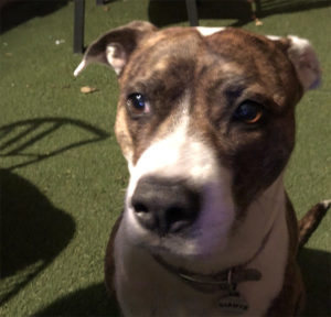 A vibrant dog park bathed in sunlight features abundant greenery with mature trees, offering ample shade for leisurely outdoor activities. In the distance is a well-equipped playground that presents an additional activity area. An inviting picnic table spreads out nearby, ideal for enjoying meals al fresco or taking relaxing breaks from play. A neatly-placed trash bin aids in maintaining the park's cleanliness for everyone's enjoyment. Dominating the scene is a generously wide dirt path gracefully curving through the expanse of grass, promising exploratory walks and lively fetch games.