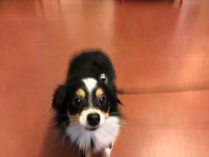 A vibrant dog park bathed in sunlight features abundant greenery with mature trees, offering ample shade for leisurely outdoor activities. In the distance is a well-equipped playground that presents an additional activity area. An inviting picnic table spreads out nearby, ideal for enjoying meals al fresco or taking relaxing breaks from play. A neatly-placed trash bin aids in maintaining the park's cleanliness for everyone's enjoyment. Dominating the scene is a generously wide dirt path gracefully curving through the expanse of grass, promising exploratory walks and lively fetch games.