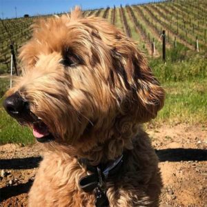 A vibrant dog park bathed in sunlight features abundant greenery with mature trees, offering ample shade for leisurely outdoor activities. In the distance is a well-equipped playground that presents an additional activity area. An inviting picnic table spreads out nearby, ideal for enjoying meals al fresco or taking relaxing breaks from play. A neatly-placed trash bin aids in maintaining the park's cleanliness for everyone's enjoyment. Dominating the scene is a generously wide dirt path gracefully curving through the expanse of grass, promising exploratory walks and lively fetch games.