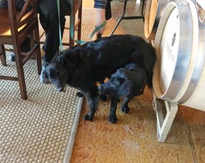 A vibrant dog park bathed in sunlight features abundant greenery with mature trees, offering ample shade for leisurely outdoor activities. In the distance is a well-equipped playground that presents an additional activity area. An inviting picnic table spreads out nearby, ideal for enjoying meals al fresco or taking relaxing breaks from play. A neatly-placed trash bin aids in maintaining the park's cleanliness for everyone's enjoyment. Dominating the scene is a generously wide dirt path gracefully curving through the expanse of grass, promising exploratory walks and lively fetch games.