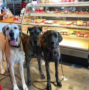 A vibrant dog park bathed in sunlight features abundant greenery with mature trees, offering ample shade for leisurely outdoor activities. In the distance is a well-equipped playground that presents an additional activity area. An inviting picnic table spreads out nearby, ideal for enjoying meals al fresco or taking relaxing breaks from play. A neatly-placed trash bin aids in maintaining the park's cleanliness for everyone's enjoyment. Dominating the scene is a generously wide dirt path gracefully curving through the expanse of grass, promising exploratory walks and lively fetch games.