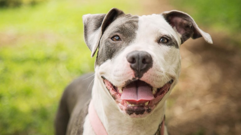 Happy Pittie dog