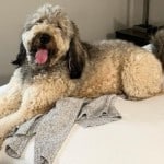 A vibrant dog park bathed in sunlight features abundant greenery with mature trees, offering ample shade for leisurely outdoor activities. In the distance is a well-equipped playground that presents an additional activity area. An inviting picnic table spreads out nearby, ideal for enjoying meals al fresco or taking relaxing breaks from play. A neatly-placed trash bin aids in maintaining the park's cleanliness for everyone's enjoyment. Dominating the scene is a generously wide dirt path gracefully curving through the expanse of grass, promising exploratory walks and lively fetch games.