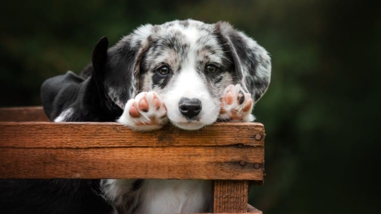 Aussie puppy