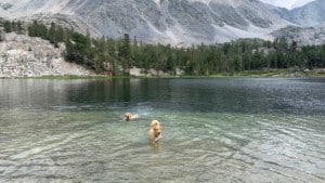 A vibrant dog park bathed in sunlight features abundant greenery with mature trees, offering ample shade for leisurely outdoor activities. In the distance is a well-equipped playground that presents an additional activity area. An inviting picnic table spreads out nearby, ideal for enjoying meals al fresco or taking relaxing breaks from play. A neatly-placed trash bin aids in maintaining the park's cleanliness for everyone's enjoyment. Dominating the scene is a generously wide dirt path gracefully curving through the expanse of grass, promising exploratory walks and lively fetch games.