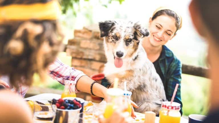 Dog with woman at restaurant