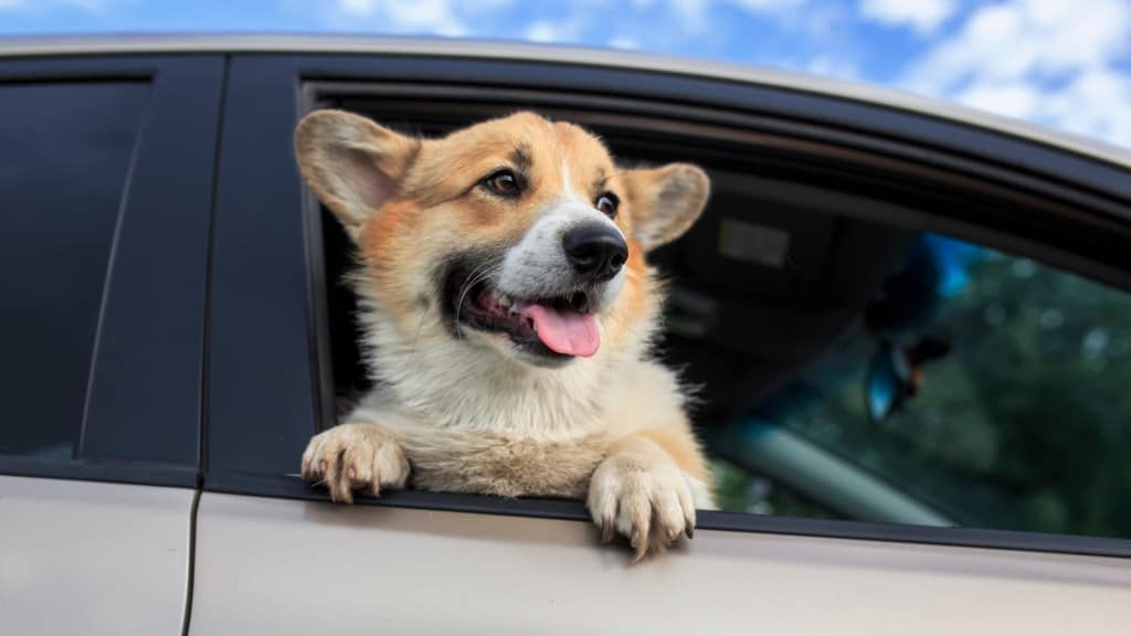 Dog in car with head out