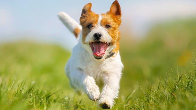 schipperke puppy running