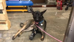 A vibrant dog park bathed in sunlight features abundant greenery with mature trees, offering ample shade for leisurely outdoor activities. In the distance is a well-equipped playground that presents an additional activity area. An inviting picnic table spreads out nearby, ideal for enjoying meals al fresco or taking relaxing breaks from play. A neatly-placed trash bin aids in maintaining the park's cleanliness for everyone's enjoyment. Dominating the scene is a generously wide dirt path gracefully curving through the expanse of grass, promising exploratory walks and lively fetch games.