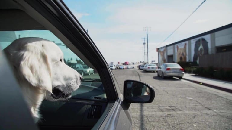 Wag Hotels – San Diego