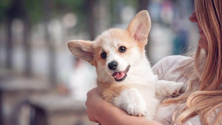 Welsh corgi puppy being held