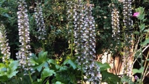 A vibrant dog park bathed in sunlight features abundant greenery with mature trees, offering ample shade for leisurely outdoor activities. In the distance is a well-equipped playground that presents an additional activity area. An inviting picnic table spreads out nearby, ideal for enjoying meals al fresco or taking relaxing breaks from play. A neatly-placed trash bin aids in maintaining the park's cleanliness for everyone's enjoyment. Dominating the scene is a generously wide dirt path gracefully curving through the expanse of grass, promising exploratory walks and lively fetch games.