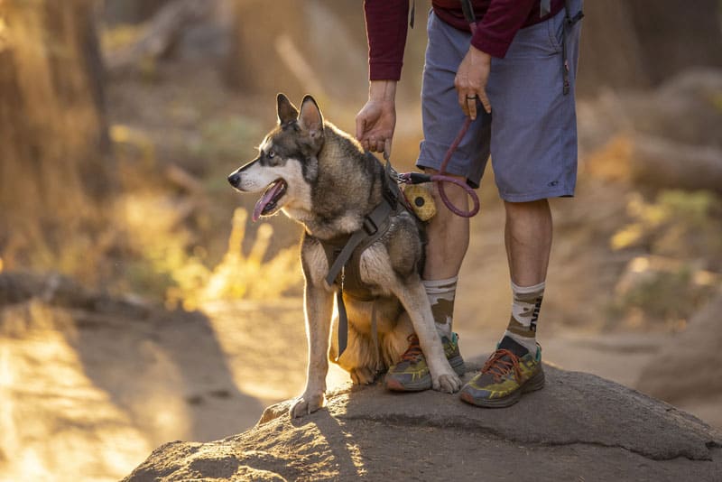 Dog enjoying a hike in Autumn