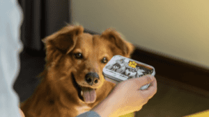 A vibrant dog park bathed in sunlight features abundant greenery with mature trees, offering ample shade for leisurely outdoor activities. In the distance is a well-equipped playground that presents an additional activity area. An inviting picnic table spreads out nearby, ideal for enjoying meals al fresco or taking relaxing breaks from play. A neatly-placed trash bin aids in maintaining the park's cleanliness for everyone's enjoyment. Dominating the scene is a generously wide dirt path gracefully curving through the expanse of grass, promising exploratory walks and lively fetch games.