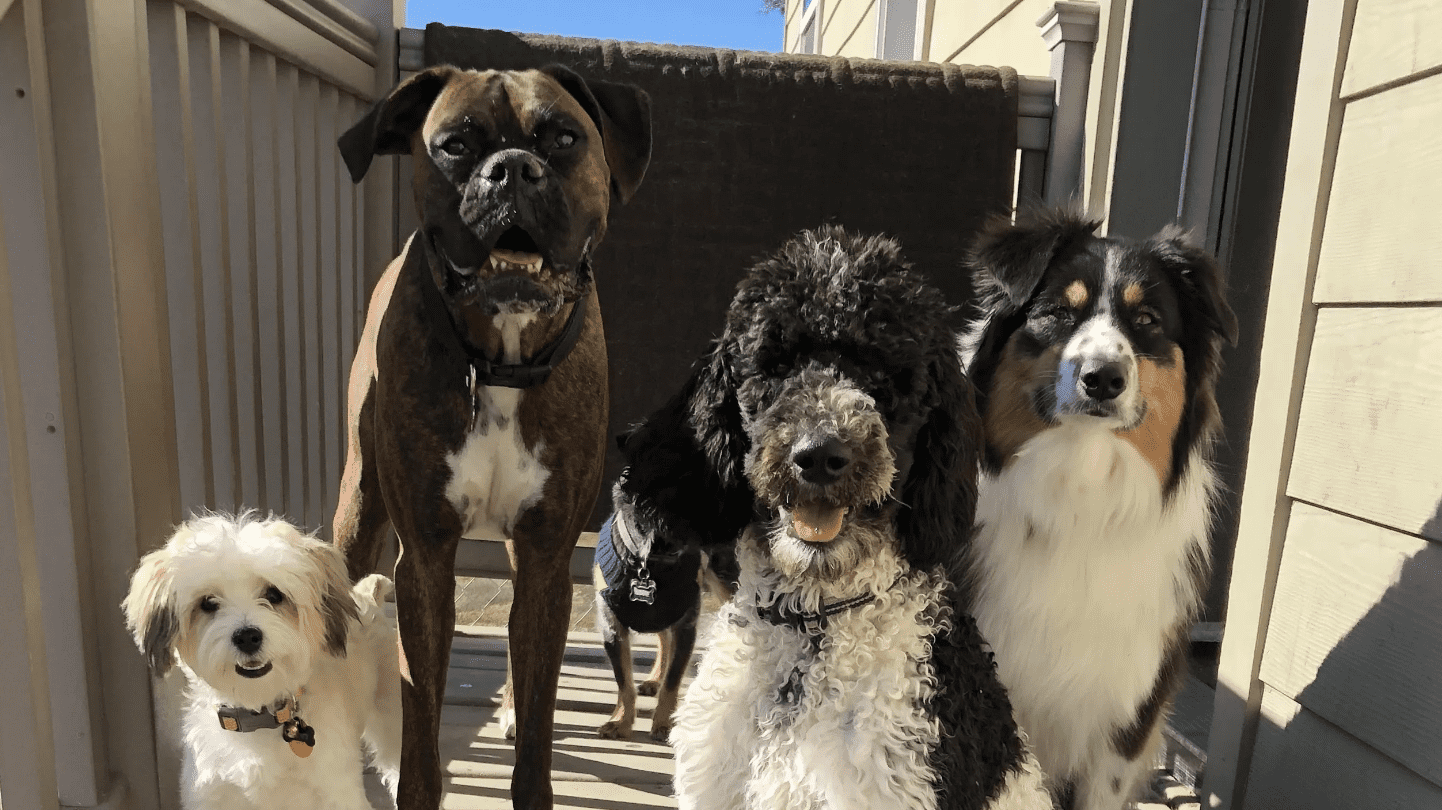 A vibrant dog park bathed in sunlight features abundant greenery with mature trees, offering ample shade for leisurely outdoor activities. In the distance is a well-equipped playground that presents an additional activity area. An inviting picnic table spreads out nearby, ideal for enjoying meals al fresco or taking relaxing breaks from play. A neatly-placed trash bin aids in maintaining the park's cleanliness for everyone's enjoyment. Dominating the scene is a generously wide dirt path gracefully curving through the expanse of grass, promising exploratory walks and lively fetch games.