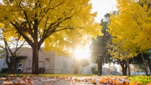 A vibrant dog park bathed in sunlight features abundant greenery with mature trees, offering ample shade for leisurely outdoor activities. In the distance is a well-equipped playground that presents an additional activity area. An inviting picnic table spreads out nearby, ideal for enjoying meals al fresco or taking relaxing breaks from play. A neatly-placed trash bin aids in maintaining the park's cleanliness for everyone's enjoyment. Dominating the scene is a generously wide dirt path gracefully curving through the expanse of grass, promising exploratory walks and lively fetch games.