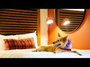 A vibrant dog park bathed in sunlight features abundant greenery with mature trees, offering ample shade for leisurely outdoor activities. In the distance is a well-equipped playground that presents an additional activity area. An inviting picnic table spreads out nearby, ideal for enjoying meals al fresco or taking relaxing breaks from play. A neatly-placed trash bin aids in maintaining the park's cleanliness for everyone's enjoyment. Dominating the scene is a generously wide dirt path gracefully curving through the expanse of grass, promising exploratory walks and lively fetch games.