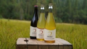 A vibrant dog park bathed in sunlight features abundant greenery with mature trees, offering ample shade for leisurely outdoor activities. In the distance is a well-equipped playground that presents an additional activity area. An inviting picnic table spreads out nearby, ideal for enjoying meals al fresco or taking relaxing breaks from play. A neatly-placed trash bin aids in maintaining the park's cleanliness for everyone's enjoyment. Dominating the scene is a generously wide dirt path gracefully curving through the expanse of grass, promising exploratory walks and lively fetch games.