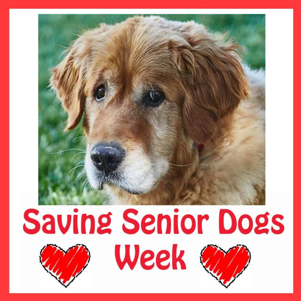 Image of senior golden retriever with text that reads 