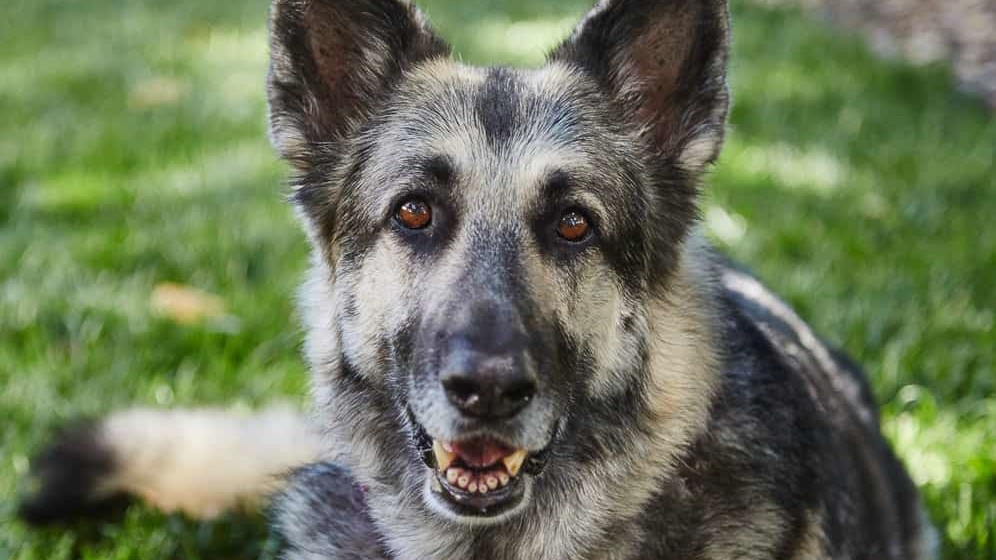 happy senior german shepherd lies on grass