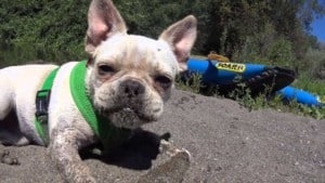 A vibrant dog park bathed in sunlight features abundant greenery with mature trees, offering ample shade for leisurely outdoor activities. In the distance is a well-equipped playground that presents an additional activity area. An inviting picnic table spreads out nearby, ideal for enjoying meals al fresco or taking relaxing breaks from play. A neatly-placed trash bin aids in maintaining the park's cleanliness for everyone's enjoyment. Dominating the scene is a generously wide dirt path gracefully curving through the expanse of grass, promising exploratory walks and lively fetch games.