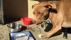 A vibrant dog park bathed in sunlight features abundant greenery with mature trees, offering ample shade for leisurely outdoor activities. In the distance is a well-equipped playground that presents an additional activity area. An inviting picnic table spreads out nearby, ideal for enjoying meals al fresco or taking relaxing breaks from play. A neatly-placed trash bin aids in maintaining the park's cleanliness for everyone's enjoyment. Dominating the scene is a generously wide dirt path gracefully curving through the expanse of grass, promising exploratory walks and lively fetch games.
