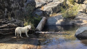 A vibrant dog park bathed in sunlight features abundant greenery with mature trees, offering ample shade for leisurely outdoor activities. In the distance is a well-equipped playground that presents an additional activity area. An inviting picnic table spreads out nearby, ideal for enjoying meals al fresco or taking relaxing breaks from play. A neatly-placed trash bin aids in maintaining the park's cleanliness for everyone's enjoyment. Dominating the scene is a generously wide dirt path gracefully curving through the expanse of grass, promising exploratory walks and lively fetch games.