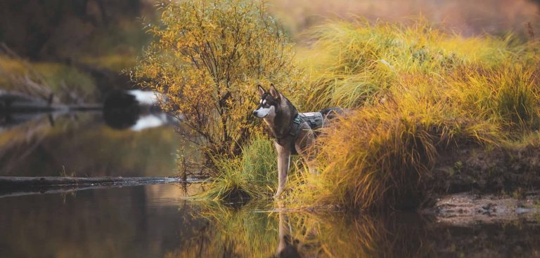 Five great California destinations for you and your dog