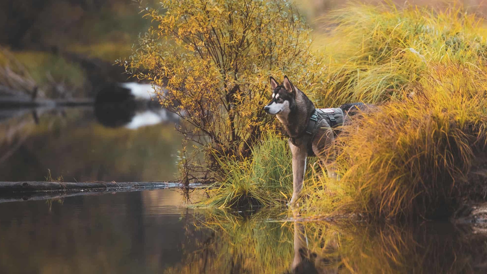 Yes, you can take dogs to Yosemite