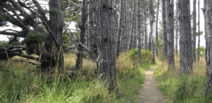 A vibrant dog park bathed in sunlight features abundant greenery with mature trees, offering ample shade for leisurely outdoor activities. In the distance is a well-equipped playground that presents an additional activity area. An inviting picnic table spreads out nearby, ideal for enjoying meals al fresco or taking relaxing breaks from play. A neatly-placed trash bin aids in maintaining the park's cleanliness for everyone's enjoyment. Dominating the scene is a generously wide dirt path gracefully curving through the expanse of grass, promising exploratory walks and lively fetch games.
