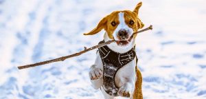 A vibrant dog park bathed in sunlight features abundant greenery with mature trees, offering ample shade for leisurely outdoor activities. In the distance is a well-equipped playground that presents an additional activity area. An inviting picnic table spreads out nearby, ideal for enjoying meals al fresco or taking relaxing breaks from play. A neatly-placed trash bin aids in maintaining the park's cleanliness for everyone's enjoyment. Dominating the scene is a generously wide dirt path gracefully curving through the expanse of grass, promising exploratory walks and lively fetch games.