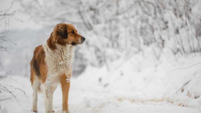 Lake Alpine SNO-Park