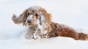 A vibrant dog park bathed in sunlight features abundant greenery with mature trees, offering ample shade for leisurely outdoor activities. In the distance is a well-equipped playground that presents an additional activity area. An inviting picnic table spreads out nearby, ideal for enjoying meals al fresco or taking relaxing breaks from play. A neatly-placed trash bin aids in maintaining the park's cleanliness for everyone's enjoyment. Dominating the scene is a generously wide dirt path gracefully curving through the expanse of grass, promising exploratory walks and lively fetch games.