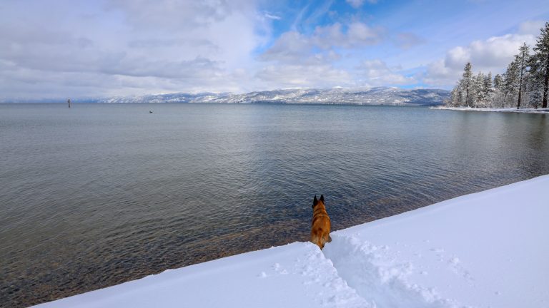 Tahoe’s tail-waggin’ winter highlights 
