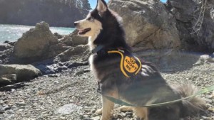 A vibrant dog park bathed in sunlight features abundant greenery with mature trees, offering ample shade for leisurely outdoor activities. In the distance is a well-equipped playground that presents an additional activity area. An inviting picnic table spreads out nearby, ideal for enjoying meals al fresco or taking relaxing breaks from play. A neatly-placed trash bin aids in maintaining the park's cleanliness for everyone's enjoyment. Dominating the scene is a generously wide dirt path gracefully curving through the expanse of grass, promising exploratory walks and lively fetch games.