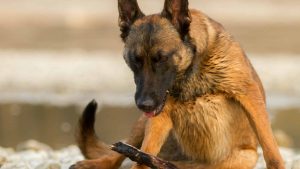 A vibrant dog park bathed in sunlight features abundant greenery with mature trees, offering ample shade for leisurely outdoor activities. In the distance is a well-equipped playground that presents an additional activity area. An inviting picnic table spreads out nearby, ideal for enjoying meals al fresco or taking relaxing breaks from play. A neatly-placed trash bin aids in maintaining the park's cleanliness for everyone's enjoyment. Dominating the scene is a generously wide dirt path gracefully curving through the expanse of grass, promising exploratory walks and lively fetch games.