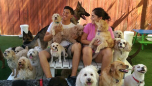 A vibrant dog park bathed in sunlight features abundant greenery with mature trees, offering ample shade for leisurely outdoor activities. In the distance is a well-equipped playground that presents an additional activity area. An inviting picnic table spreads out nearby, ideal for enjoying meals al fresco or taking relaxing breaks from play. A neatly-placed trash bin aids in maintaining the park's cleanliness for everyone's enjoyment. Dominating the scene is a generously wide dirt path gracefully curving through the expanse of grass, promising exploratory walks and lively fetch games.