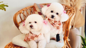 A vibrant dog park bathed in sunlight features abundant greenery with mature trees, offering ample shade for leisurely outdoor activities. In the distance is a well-equipped playground that presents an additional activity area. An inviting picnic table spreads out nearby, ideal for enjoying meals al fresco or taking relaxing breaks from play. A neatly-placed trash bin aids in maintaining the park's cleanliness for everyone's enjoyment. Dominating the scene is a generously wide dirt path gracefully curving through the expanse of grass, promising exploratory walks and lively fetch games.