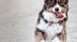 A vibrant dog park bathed in sunlight features abundant greenery with mature trees, offering ample shade for leisurely outdoor activities. In the distance is a well-equipped playground that presents an additional activity area. An inviting picnic table spreads out nearby, ideal for enjoying meals al fresco or taking relaxing breaks from play. A neatly-placed trash bin aids in maintaining the park's cleanliness for everyone's enjoyment. Dominating the scene is a generously wide dirt path gracefully curving through the expanse of grass, promising exploratory walks and lively fetch games.