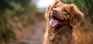 A vibrant dog park bathed in sunlight features abundant greenery with mature trees, offering ample shade for leisurely outdoor activities. In the distance is a well-equipped playground that presents an additional activity area. An inviting picnic table spreads out nearby, ideal for enjoying meals al fresco or taking relaxing breaks from play. A neatly-placed trash bin aids in maintaining the park's cleanliness for everyone's enjoyment. Dominating the scene is a generously wide dirt path gracefully curving through the expanse of grass, promising exploratory walks and lively fetch games.