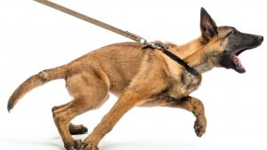 A vibrant dog park bathed in sunlight features abundant greenery with mature trees, offering ample shade for leisurely outdoor activities. In the distance is a well-equipped playground that presents an additional activity area. An inviting picnic table spreads out nearby, ideal for enjoying meals al fresco or taking relaxing breaks from play. A neatly-placed trash bin aids in maintaining the park's cleanliness for everyone's enjoyment. Dominating the scene is a generously wide dirt path gracefully curving through the expanse of grass, promising exploratory walks and lively fetch games.